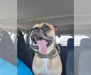 Nash - Male Boston Terrier-Boxer Mix Dog for Adoption - Photo #5