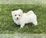 Small #2 Maltese