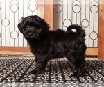 Small Shih-Poo
