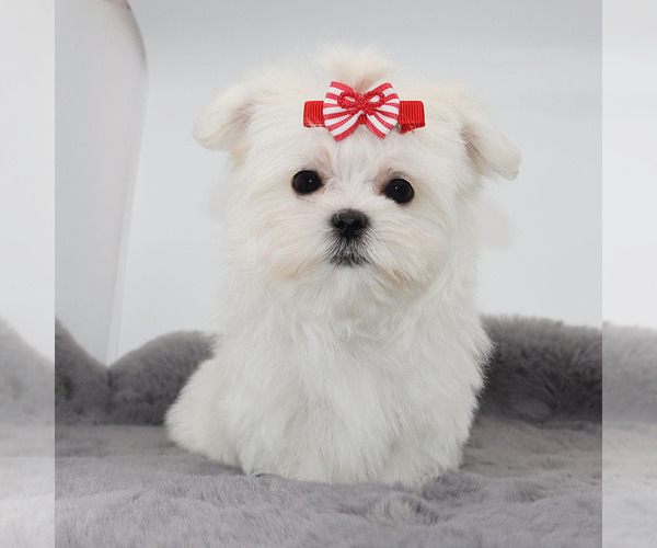 Medium Photo #4 Maltese Puppy For Sale in LOS ANGELES, CA, USA