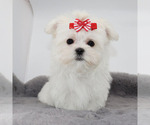 Small #3 Maltese