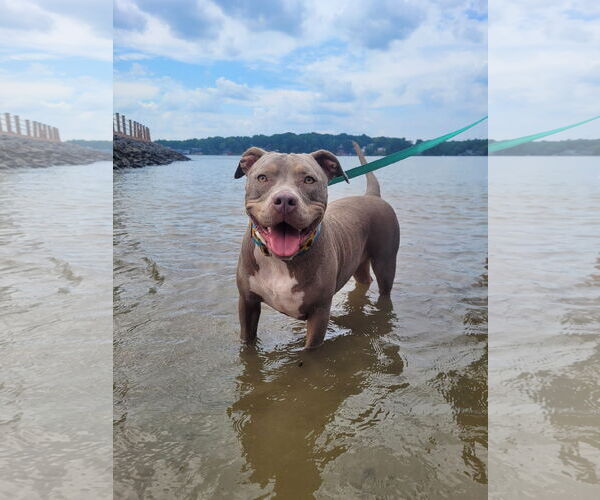 Medium Photo #3 American Staffordshire Terrier-Unknown Mix Puppy For Sale in Arlington, VA, USA