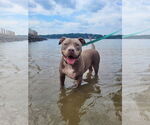 Small #2 American Staffordshire Terrier Mix