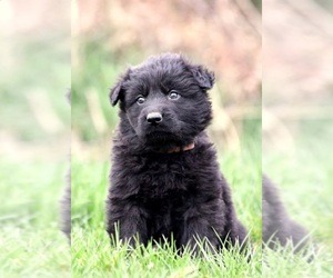 German Shepherd Dog Puppy for sale in EAGLE MOUNTAIN, UT, USA
