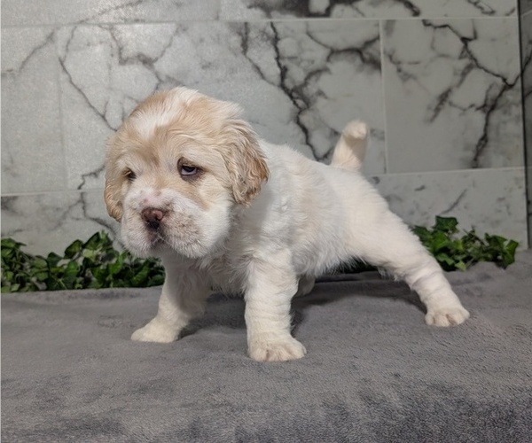 Medium Photo #6 Cocker-Pei Puppy For Sale in GOSHEN, IN, USA