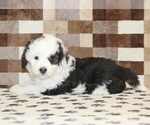 Small #1 Bernedoodle (Miniature)