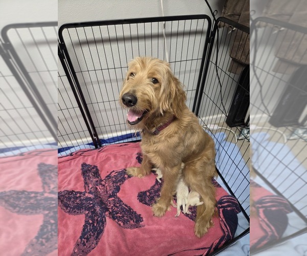 Medium Photo #1 Goldendoodle Puppy For Sale in BURLESON, TX, USA