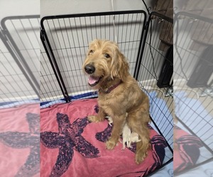 Mother of the Goldendoodle puppies born on 05/10/2026
