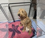 Small Photo #1 Goldendoodle Puppy For Sale in BURLESON, TX, USA