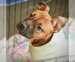 Small #9 Boxer Mix