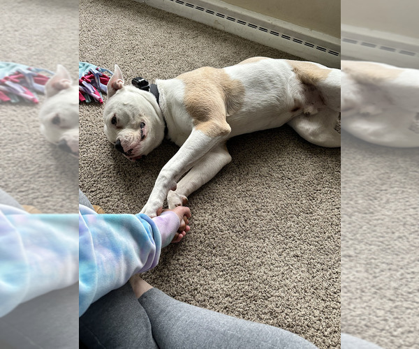 Medium Photo #4 American Bulldog Puppy For Sale in SHELBY, OH, USA