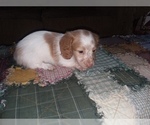 Small Photo #7 Dachshund Puppy For Sale in HAMILTON, MO, USA