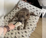 Small #5 Mutt
