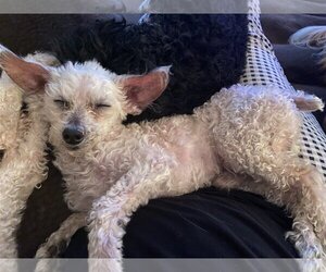 Poodle (Toy) Dogs for adoption in Middlesex, NC, USA