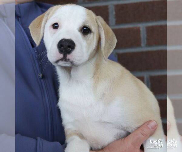 Medium Photo #1 Mutt Puppy For Sale in Washington, DC, USA