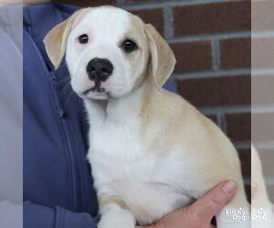 Mutt Dogs for adoption in Washington, DC, USA