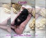 Small #1 Poodle (Miniature)