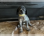 Puppy Yellow German Shorthaired Pointer