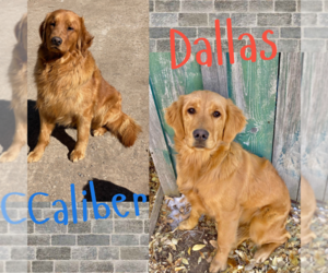 Golden Retriever Puppy for Sale in COLORADO SPRINGS, Colorado USA