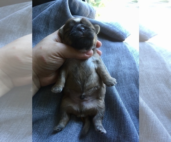 Medium Photo #13 Shih Tzu Puppy For Sale in HAYWARD, CA, USA
