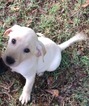Small Photo #4 Labrador Retriever Puppy For Sale in BARNESVILLE, GA, USA