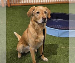 Labrador Retriever-Unknown Mix Dogs for adoption in Las Vegas, NV, USA