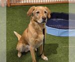 Small Labrador Retriever Mix