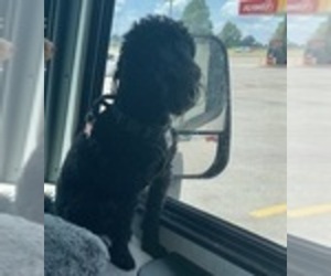 Father of the Poodle (Toy) puppies born on 01/01/2026