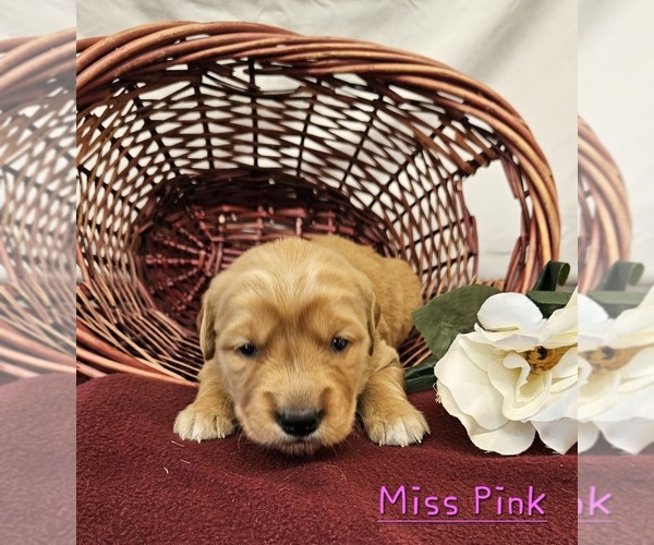 Medium Photo #2 Golden Retriever Puppy For Sale in MORRILL, KS, USA