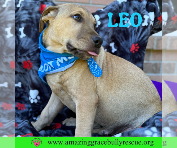 Medium Photo #10 Bulldog-Labrador Retriever Mix Puppy For Sale in Pensacola, FL, USA