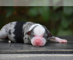 Small Photo #7 Miniature American Shepherd Puppy For Sale in BENTON CITY, WA, USA