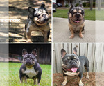 Small #2 French Bulldog
