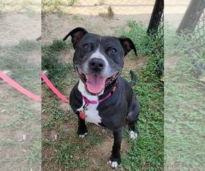 American Pit Bull Terrier-Unknown Mix Dogs for adoption in Millersville, MD, USA