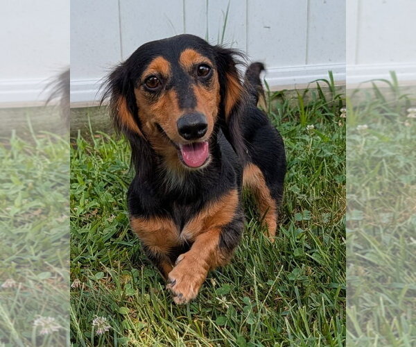 Medium Photo #11 Dachshund Puppy For Sale in Shelbyville, TN, USA