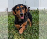 Small #10 Dachshund