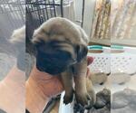 Small Mastiff
