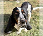Small #2 Basset Hound