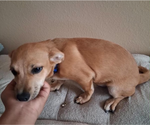Small #2 Chiweenie