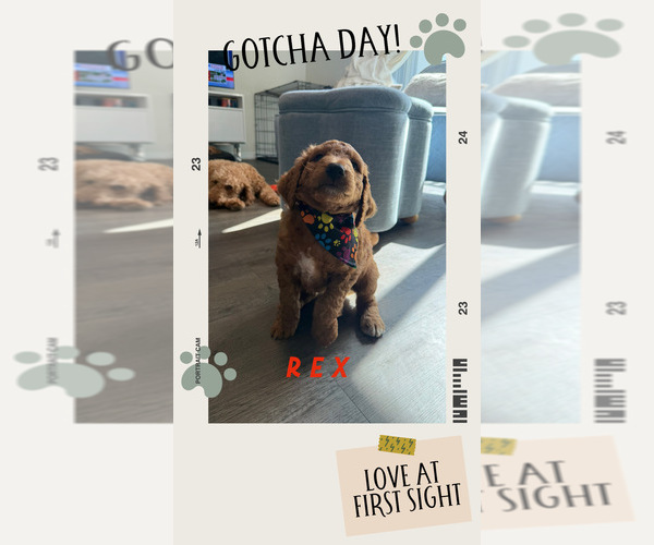 Medium Photo #12 Goldendoodle mix (+ Poodle Standard) Puppy For Sale in SEFFNER, FL, USA
