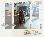 Small #11 Goldendoodle mix (+ Poodle Standard)