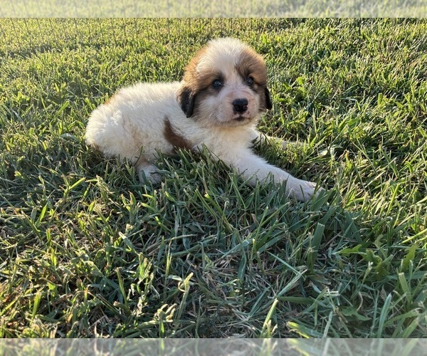Medium Photo #10 Great Bernese Puppy For Sale in BALDWIN CITY, KS, USA