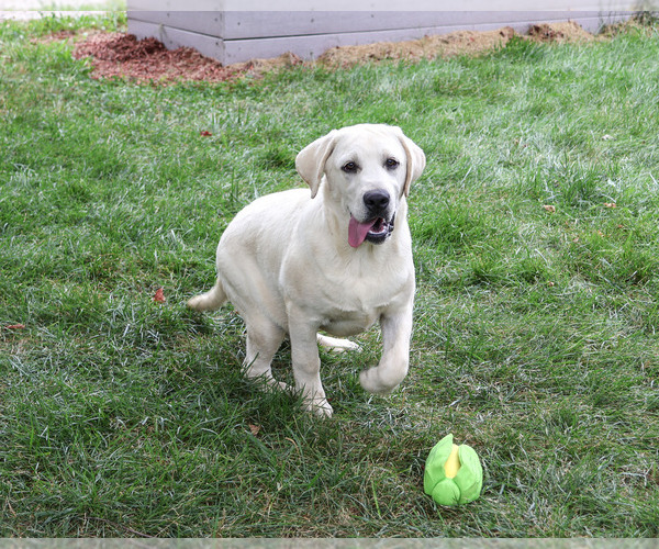 Medium Photo #3 Labrador Retriever Puppy For Sale in SYRACUSE, IN, USA