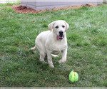 Small #2 Labrador Retriever