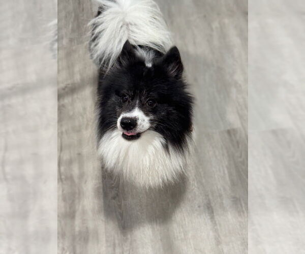 Medium Photo #4 Pomeranian Puppy For Sale in Oak Bluffs, MA, USA