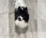 Small #3 Pomeranian