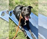 Small #8 Labrador Retriever Mix