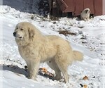 Small #13 Great Pyrenees