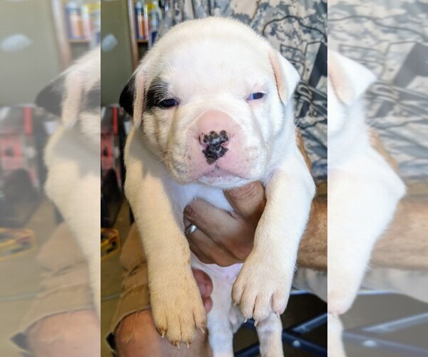 Medium Photo #8 American Bulldog Puppy For Sale in MILLS RIVER, NC, USA
