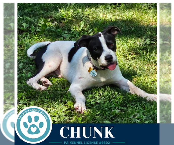 Medium Photo #4 American Bulldog-Unknown Mix Puppy For Sale in Kimberton, PA, USA