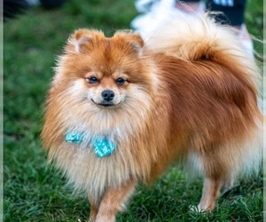 Father of the Pomeranian puppies born on 02/01/2023